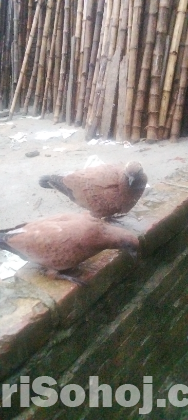 চিলা বাচ্চা বিক্রি হবে